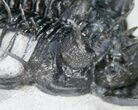 Large Spiny Quadrops Trilobite - #11421-5